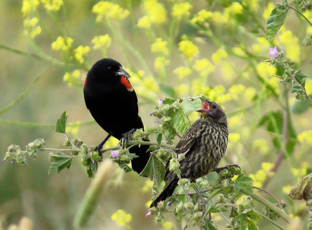 Red-winged Blackbird - adult male with juvenile by Kaaren Perry is licensed under CC BY 2.0.